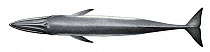Bryde's whale (Balaenoptera edeni) adult upperside     No more than 15 illustrations by Martin Camm, Rebecca Robinson and/or Toni Llobet to be used in a single project or book edition, except by p...