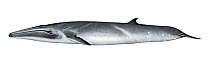 Bryde's whale (Balaenoptera edeni) adult     No more than 15 illustrations by Martin Camm, Rebecca Robinson and/or Toni Llobet to be used in a single project or book edition, except by prior writt...