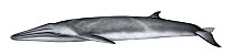 Bryde's whale (Balaenoptera edeni) calf     No more than 15 illustrations by Martin Camm, Rebecca Robinson and/or Toni Llobet to be used in a single project or book edition, except by prior writte...