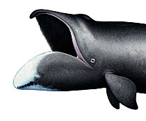 Bowhead whale (Balaena mysticetus) adult open mouth showing baleen plates     No more than 15 illustrations by Martin Camm, Rebecca Robinson and/or Toni Llobet to be used in a single project or bo...