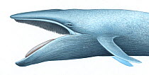 Blue whale (Balaenoptera musculus) adult open mouth showing baleen plates     No more than 15 illustrations by Martin Camm, Rebecca Robinson and/or Toni Llobet to be used in a single project or bo...