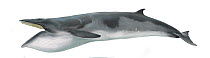 Antarctic minke whale (Balaenoptera bonaerensis) adult - mouth open showing baleen plates     No more than 15 illustrations by Martin Camm, Rebecca Robinson and/or Toni Llobet to be used in a sing...
