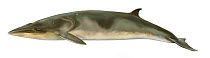 Antarctic minke whale (Balaenoptera bonaerensis) adult covered in diatoms     No more than 15 illustrations by Martin Camm, Rebecca Robinson and/or Toni Llobet to be used in a single project or bo...