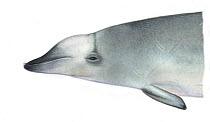 True's beaked whale (Mesoplodon mirus) adult male North Atlantic form     No more than 15 illustrations by Martin Camm, Rebecca Robinson and/or Toni Llobet to be used in a single project or book e...
