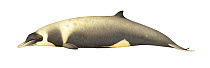Strap-toothed beaked whale (Mesoplodon layardii) adult female with diatoms     No more than 15 illustrations by Martin Camm, Rebecca Robinson and/or Toni Llobet to be used in a single project or b...