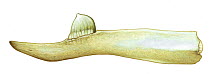 Stejneger's beaked whale (Mesoplodon stejnegeri) adult male lower jaw     No more than 15 illustrations by Martin Camm, Rebecca Robinson and/or Toni Llobet to be used in a single project or book e...
