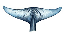 Stejneger's beaked whale (Mesoplodon stejnegeri) adult flukes (underside)     No more than 15 illustrations by Martin Camm, Rebecca Robinson and/or Toni Llobet to be used in a single project or bo...
