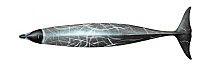 Stejneger's beaked whale (Mesoplodon stejnegeri) adult male     No more than 15 illustrations by Martin Camm, Rebecca Robinson and/or Toni Llobet to be used in a single project or book edition, ex...