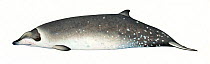 Stejneger's beaked whale (Mesoplodon stejnegeri) adult female     No more than 15 illustrations by Martin Camm, Rebecca Robinson and/or Toni Llobet to be used in a single project or book edition,...