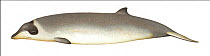 Stejneger's beaked whale (Mesoplodon stejnegeri) calf     No more than 15 illustrations by Martin Camm, Rebecca Robinson and/or Toni Llobet to be used in a single project or book edition, except b...