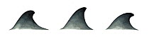 Sowerby's beaked whale (Mesoplodon bidens) Dorsal fin variations     No more than 15 illustrations by Martin Camm, Rebecca Robinson and/or Toni Llobet to be used in a single project or book editio...