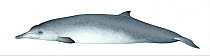 Sowerby's beaked whale (Mesoplodon bidens) adult female     No more than 15 illustrations by Martin Camm, Rebecca Robinson and/or Toni Llobet to be used in a single project or book edition, except...