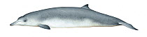 Sowerby's beaked whale (Mesoplodon bidens) adult male     No more than 15 illustrations by Martin Camm, Rebecca Robinson and/or Toni Llobet to be used in a single project or book edition, except b...