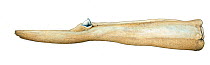 Sowerby's beaked whale (Mesoplodon bidens) adult male lower jaw     No more than 15 illustrations by Martin Camm, Rebecca Robinson and/or Toni Llobet to be used in a single project or book edition...