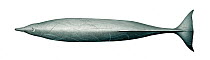 Sowerby's beaked whale (Mesoplodon bidens) adult male upperside     No more than 15 illustrations by Martin Camm, Rebecca Robinson and/or Toni Llobet to be used in a single project or book edition...
