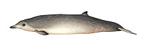 Sowerby's beaked whale (Mesoplodon bidens) adult male brown variation     No more than 15 illustrations by Martin Camm, Rebecca Robinson and/or Toni Llobet to be used in a single project or book e...