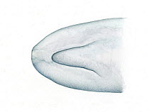 Pygmy sperm whale (Kogia breviceps) adult underside of head showing underslung lower jaw     No more than 15 illustrations by Martin Camm, Rebecca Robinson and/or Toni Llobet to be used in a singl...