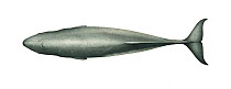Pygmy sperm whale (Kogia breviceps) adult upperside     No more than 15 illustrations by Martin Camm, Rebecca Robinson and/or Toni Llobet to be used in a single project or book edition, except by...