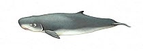 Pygmy sperm whale (Kogia breviceps) adult     No more than 15 illustrations by Martin Camm, Rebecca Robinson and/or Toni Llobet to be used in a single project or book edition, except by prior writ...