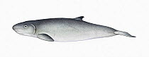 Pygmy sperm whale (Kogia breviceps) calf     No more than 15 illustrations by Martin Camm, Rebecca Robinson and/or Toni Llobet to be used in a single project or book edition, except by prior writt...