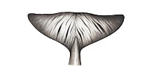 Perrin's beaked whale (Mesoplodon perrini) adult flukes underside     No more than 15 illustrations by Martin Camm, Rebecca Robinson and/or Toni Llobet to be used in a single project or book editi...