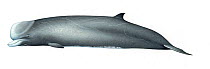 Northern bottlenose whale (Hyperoodon ampullatus) adult male grey form     No more than 15 illustrations by Martin Camm, Rebecca Robinson and/or Toni Llobet to be used in a single project or book...