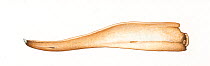 Northern bottlenose whale (Hyperoodon ampullatus) adult male lower jaw     No more than 15 illustrations by Martin Camm, Rebecca Robinson and/or Toni Llobet to be used in a single project or book...