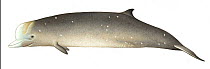 Northern bottlenose whale (Hyperoodon ampullatus) adult male     No more than 15 illustrations by Martin Camm, Rebecca Robinson and/or Toni Llobet to be used in a single project or book edition, e...