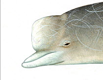 Northern bottlenose whale (Hyperoodon ampullatus) Old adult male head     No more than 15 illustrations by Martin Camm, Rebecca Robinson and/or Toni Llobet to be used in a single project or book e...