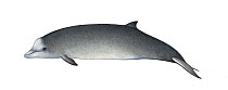 Northern bottlenose whale (Hyperoodon ampullatus) calf     No more than 15 illustrations by Martin Camm, Rebecca Robinson and/or Toni Llobet to be used in a single project or book edition, except...