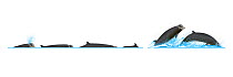 Northern bottlenose whale (Hyperoodon ampullatus) Dive sequence and breaching     No more than 15 illustrations by Martin Camm, Rebecca Robinson and/or Toni Llobet to be used in a single project o...