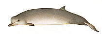 Northern bottlenose whale (Hyperoodon ampullatus) adult female     No more than 15 illustrations by Martin Camm, Rebecca Robinson and/or Toni Llobet to be used in a single project or book edition,...