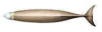 Northern bottlenose whale (Hyperoodon ampullatus) adult female upperside     No more than 15 illustrations by Martin Camm, Rebecca Robinson and/or Toni Llobet to be used in a single project or boo...