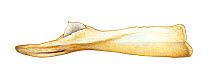 Ginkgo-toothed beaked whale (Mesoplodon ginkgodens) adult male lower jaw     No more than 15 illustrations by Martin Camm, Rebecca Robinson and/or Toni Llobet to be used in a single project or boo...