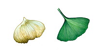 Ginkgo-toothed beaked whale (Mesoplodon ginkgodens) adult male tooth compared to leaf of ginkgo tree     No more than 15 illustrations by Martin Camm, Rebecca Robinson and/or Toni Llobet to be use...