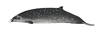 Ginkgo-toothed beaked whale (Mesoplodon ginkgodens) adult male     No more than 15 illustrations by Martin Camm, Rebecca Robinson and/or Toni Llobet to be used in a single project or book edition,...