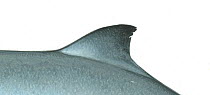 Dwarf sperm whale (Kogia sima) adult dorsal fin variation     No more than 15 illustrations by Martin Camm, Rebecca Robinson and/or Toni Llobet to be used in a single project or book edition, exce...