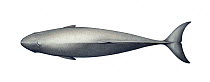 Dwarf sperm whale (Kogia sima) adult upperside     No more than 15 illustrations by Martin Camm, Rebecca Robinson and/or Toni Llobet to be used in a single project or book edition, except by prior...