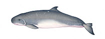 Dwarf sperm whale (Kogia sima) adult     No more than 15 illustrations by Martin Camm, Rebecca Robinson and/or Toni Llobet to be used in a single project or book edition, except by prior written agreement from Mark Carwardine.