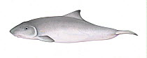 Dwarf sperm whale (Kogia sima) calf     No more than 15 illustrations by Martin Camm, Rebecca Robinson and/or Toni Llobet to be used in a single project or book edition, except by prior written ag...