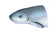 Dwarf sperm whale (Kogia sima) adult close-up showing false gill'     No more than 15 illustrations by Martin Camm, Rebecca Robinson and/or Toni Llobet to be used in a single project or book editi...