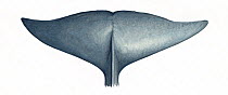 Deraniyagala's beaked whale (Mesoplodon hotaula) adult female flukes (upperside)     No more than 15 illustrations by Martin Camm, Rebecca Robinson and/or Toni Llobet to be used in a single projec...