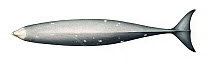 Cuvier's beaked whale (Ziphius cavirostris) adult female upperside     No more than 15 illustrations by Martin Camm, Rebecca Robinson and/or Toni Llobet to be used in a single project or book edit...