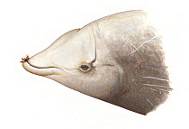 Cuvier's beaked whale (Ziphius cavirostris) adult male showing teeth with stalked barnacles     No more than 15 illustrations by Martin Camm, Rebecca Robinson and/or Toni Llobet to be used in a si...