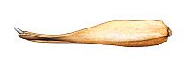 Cuvier's beaked whale (Ziphius cavirostris) adult male lower jaw     No more than 15 illustrations by Martin Camm, Rebecca Robinson and/or Toni Llobet to be used in a single project or book editio...