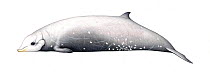 Cuvier's beaked whale (Ziphius cavirostris) Old adult male     No more than 15 illustrations by Martin Camm, Rebecca Robinson and/or Toni Llobet to be used in a single project or book edition, exc...