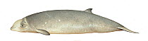 Cuvier's beaked whale (Ziphius cavirostris) adult female colour variation     No more than 15 illustrations by Martin Camm, Rebecca Robinson and/or Toni Llobet to be used in a single project or bo...