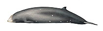 Cuvier's beaked whale (Ziphius cavirostris) adult female colour variation     No more than 15 illustrations by Martin Camm, Rebecca Robinson and/or Toni Llobet to be used in a single project or bo...