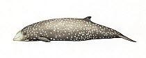 Cuvier's beaked whale (Ziphius cavirostris) adult female with cookie-cutter shark bites     No more than 15 illustrations by Martin Camm, Rebecca Robinson and/or Toni Llobet to be used in a single...