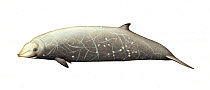 Cuvier's beaked whale (Ziphius cavirostris) adult male     No more than 15 illustrations by Martin Camm, Rebecca Robinson and/or Toni Llobet to be used in a single project or book edition, except...